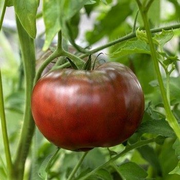 Beefstake tomato Brandywine Black