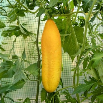 Cucumber Gele Tros