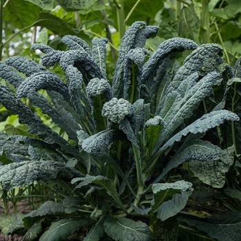 Palm cabbage Nero di Toscana