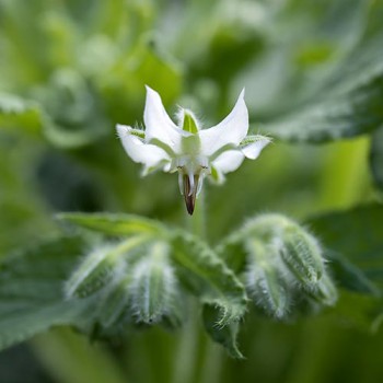 Borage white