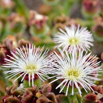 Ice Plant White