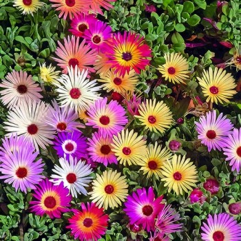 Ice Plant mixed