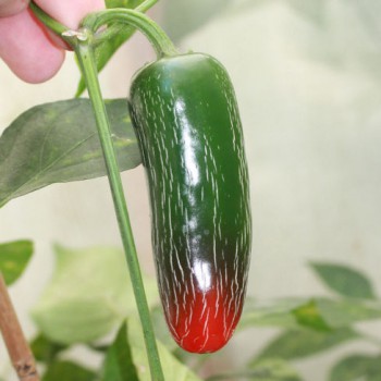 Hot pepper Jalapeno Biker Billy