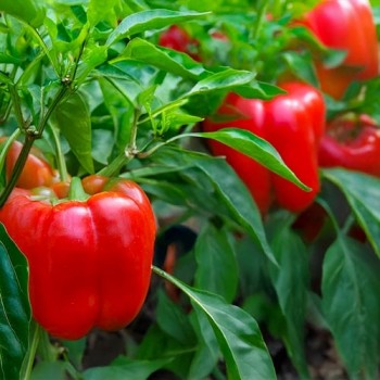 Sweet Pepper Jumbo Stuff