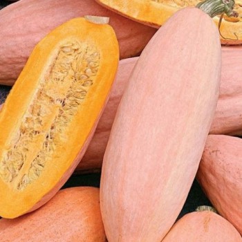 Pumpkin Jumbo Pink Banana