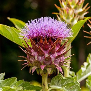 Cardoon Rouge d'Alger