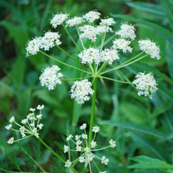 Caraway