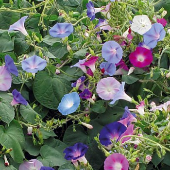 Morning Glory mixed