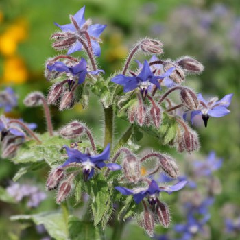 Borage