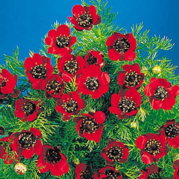 Adonis Flammea Pheasants Eye Red