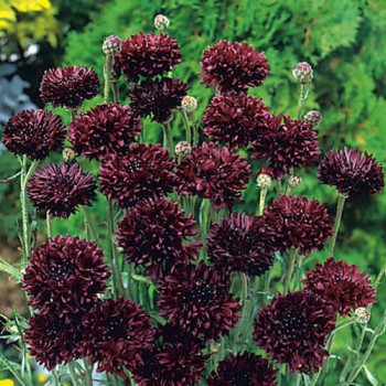 Cornflower Black Ball