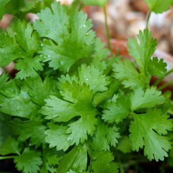 Coriander