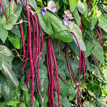 Garter bean Purple Pod seeds