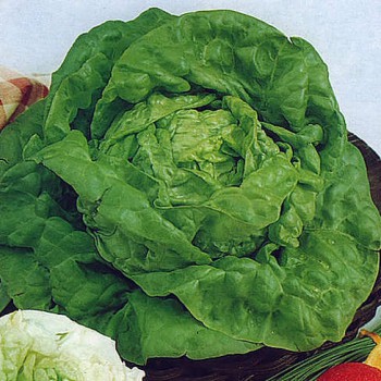 Image of Butterhead lettuce summer