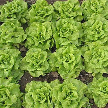 Butterhead lettuce Tom Thumb