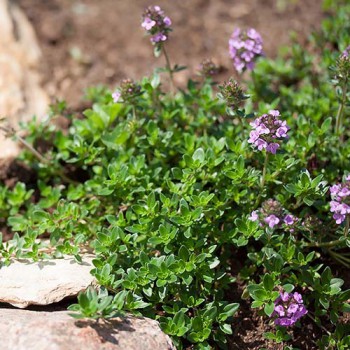 Creeping Thyme 