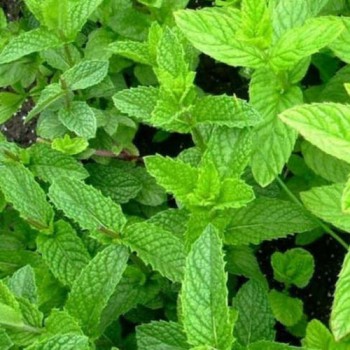 Spearmint