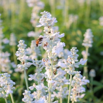 Lavender Ellagance Snow