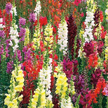 Snapdragon high mixed