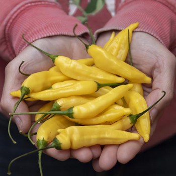 Hot pepper Lemon Drop