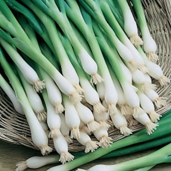 King's Seeds Winter Hardy Pack Vegetable Seed Spring Onion 'White Lisbon'