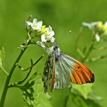 Garlic Mustard