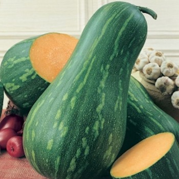 Pumpkin Lunga Gigante di Napoli