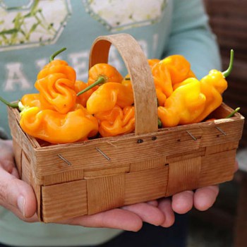 Hot pepper Madame Jeanette