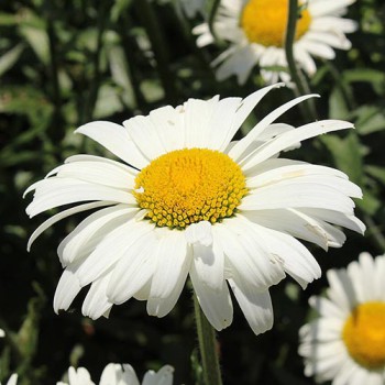 Shasta Daisy Alaska White