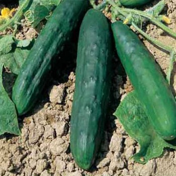 Cucumber Marketmore 70