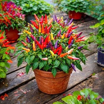 Hot pot pepper Masquerade