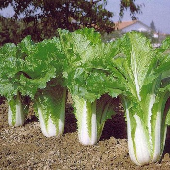 Cabbage chinese Planting Chinese