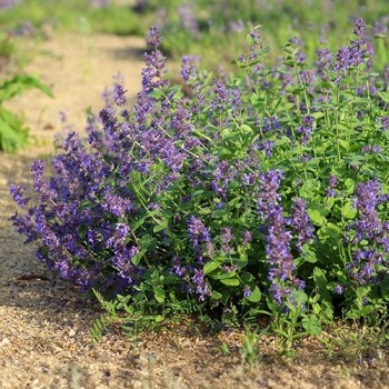 Purple-Blue Catnip