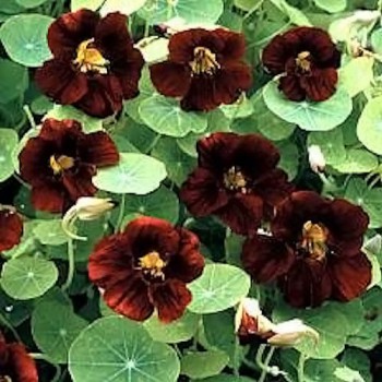 Nasturtium Black Velvet