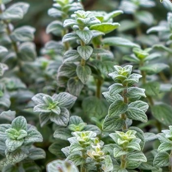 Oregano (wilde Marjolein)