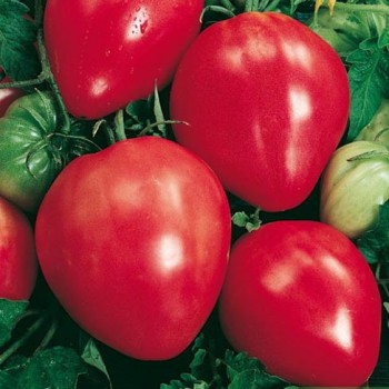 Beefstake Tomato Coeur De Boeuf