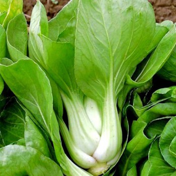 Chinese cabbage Pak Choi