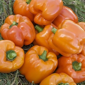 Sweet Pepper Cubo Orange
