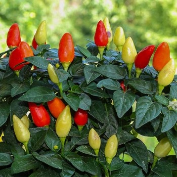 Hot pot pepper Little Wonder