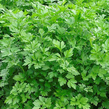 Parsley Italian Giant