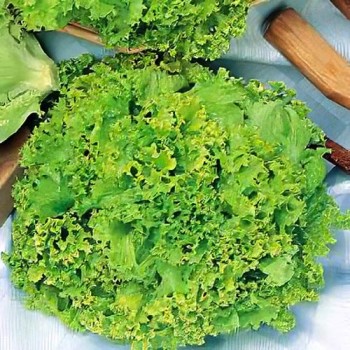 Picking lettuce Lollo Bionda