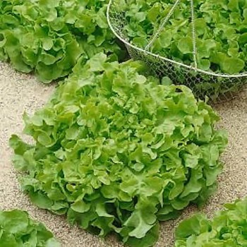 Picking lettuce Salad Bowl Green
