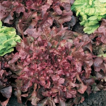 Picking lettuce Salad Bowl Red