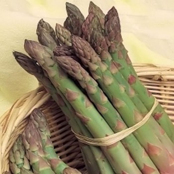 Asparagus Precoce de Argentuil