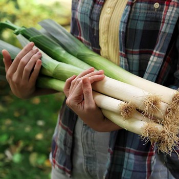 Summer leek Bulgarian Giant