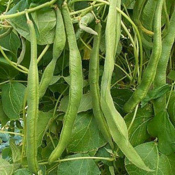 Runner Bean Emergo