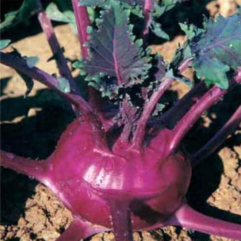 Kohlrabi Purple Vienna