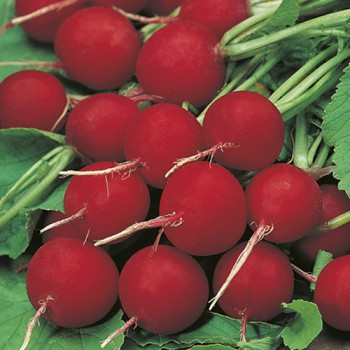 Radish Saxa 2