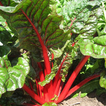 Swiss Chard Rhubarb