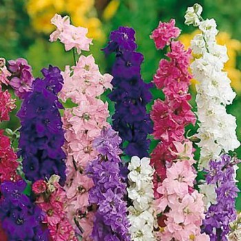 Larkspur Giant Imperial mixed